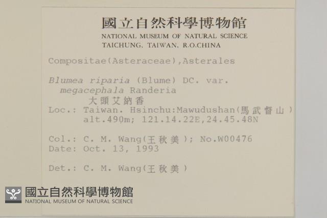 大頭艾納香藏品圖，第2張