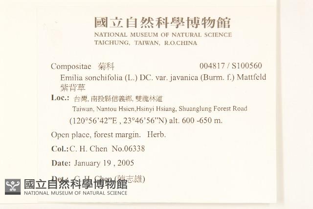 紫背草藏品圖，第2張