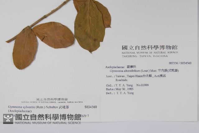 武靴藤藏品圖，第2張