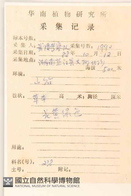 秋鼠麴草藏品圖，第2張