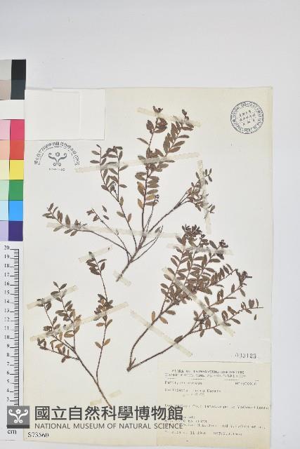 高山白珠樹藏品圖，第1張