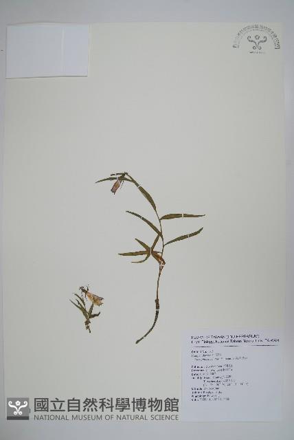 高山沙參藏品圖，第1張