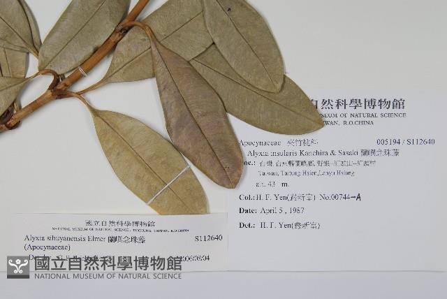 蘭嶼念珠藤藏品圖，第2張