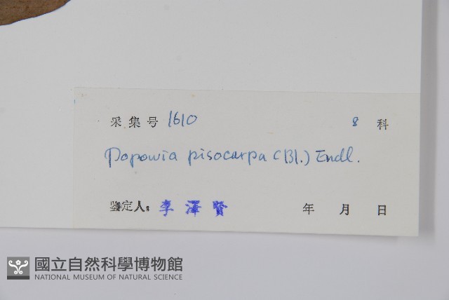 嘉陵花藏品圖，第2張