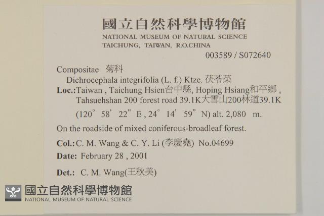 茯苓菜藏品圖，第2張