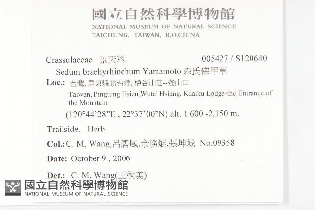 森氏佛甲草藏品圖，第2張