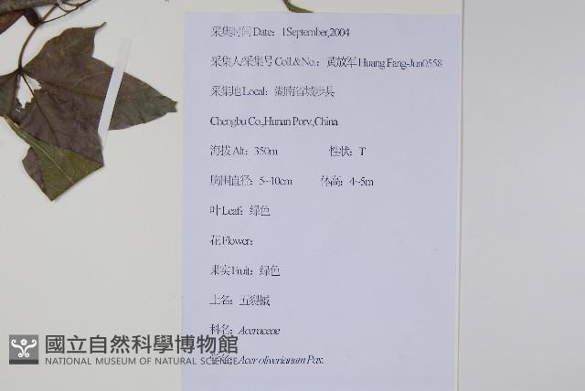 五裂槭藏品圖，第2張