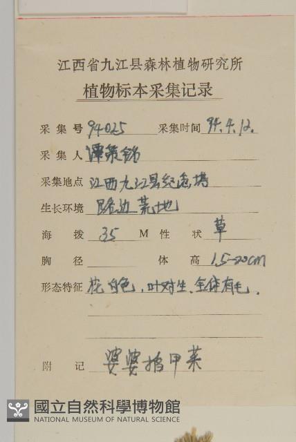 婆婆指甲菜藏品圖，第2張