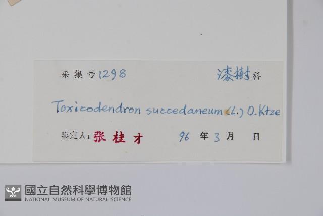 野漆、木臘樹藏品圖，第2張