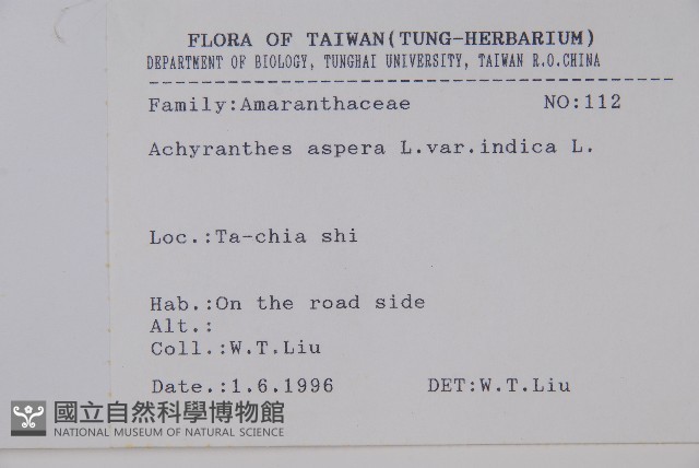 印度牛膝、土牛藤藏品圖，第2張