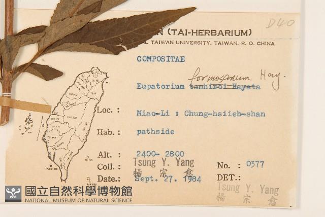 臺灣澤蘭藏品圖，第2張