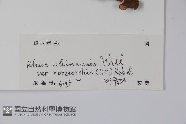 濱鹽膚木、羅氏鹽膚木藏品圖，第2張
