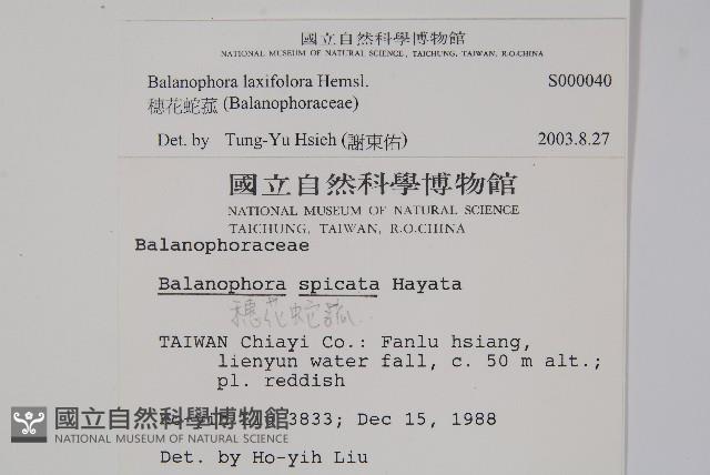 穗花蛇菰藏品圖，第2張