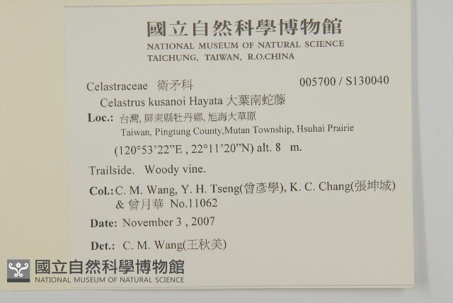 大葉南蛇藤藏品圖，第2張