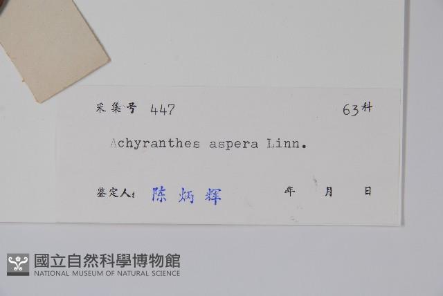 土牛膝藏品圖，第2張