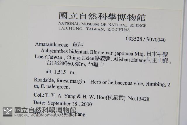 日本牛膝藏品圖，第2張