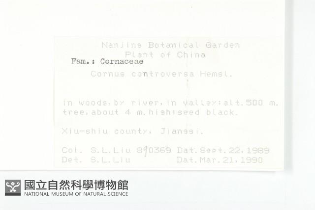 燈臺樹藏品圖，第2張