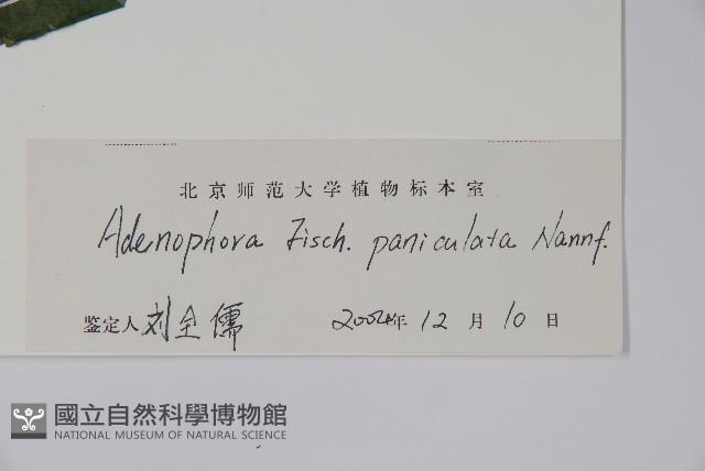 紫沙參藏品圖，第2張