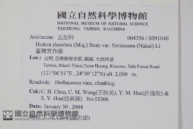 臺灣常春藤藏品圖，第2張