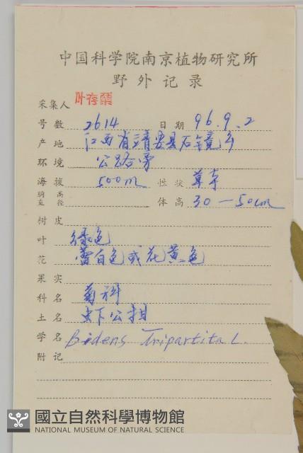 狼把草藏品圖，第2張