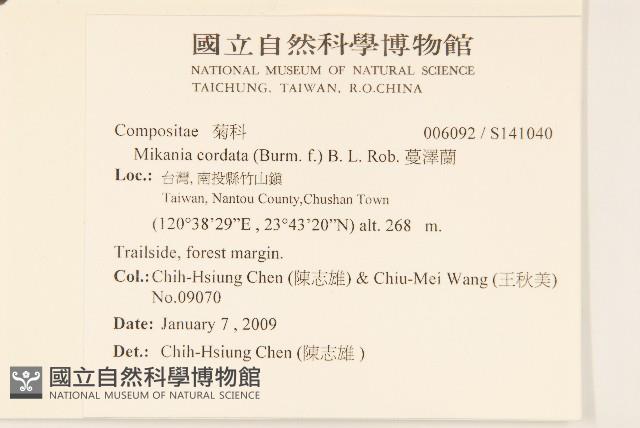 蔓澤蘭藏品圖，第2張