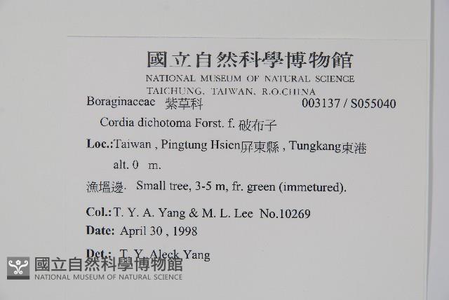 破布子藏品圖，第2張