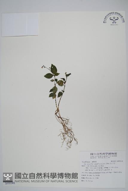 針刺草藏品圖，第1張