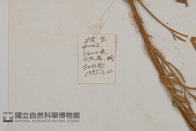 灰苞蒿藏品圖，第2張