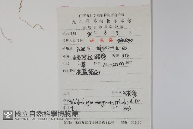 細葉蘭花參藏品圖，第2張