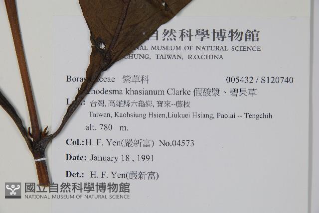 假酸漿、碧果草藏品圖，第2張