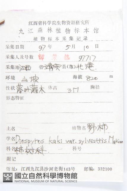 油柿藏品圖，第2張