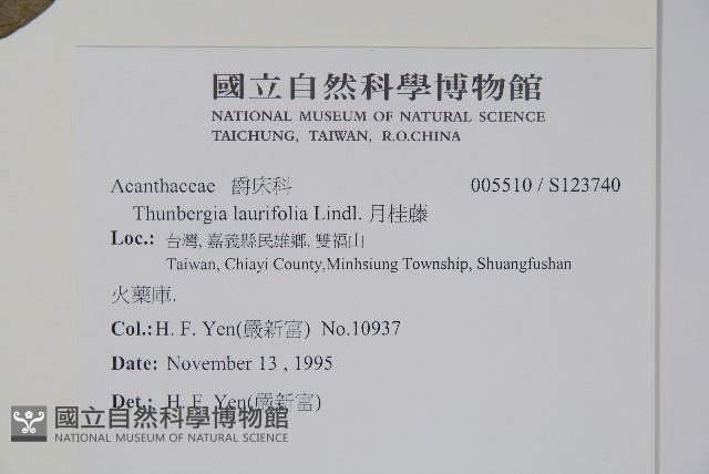 月桂藤藏品圖，第2張