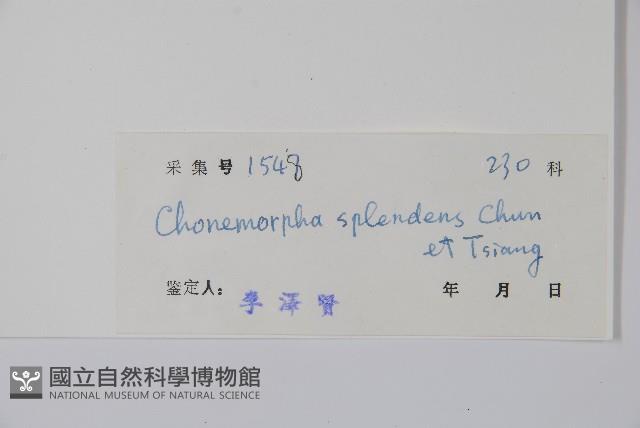 海南鹿角藤藏品圖，第2張