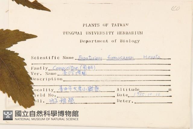 臺灣澤蘭藏品圖，第2張