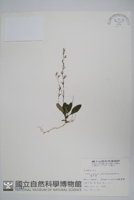 針刺草藏品圖，第1張