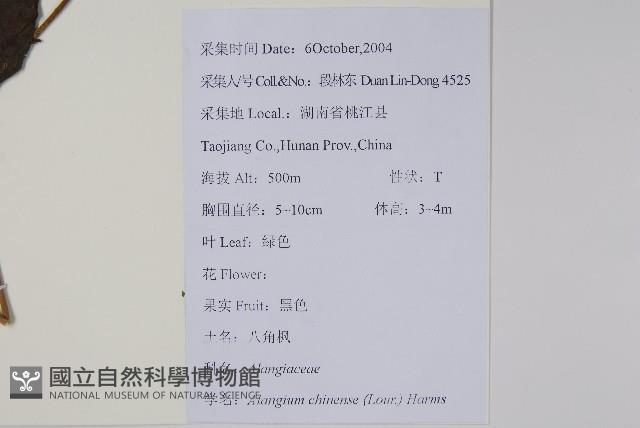 八角楓藏品圖，第2張