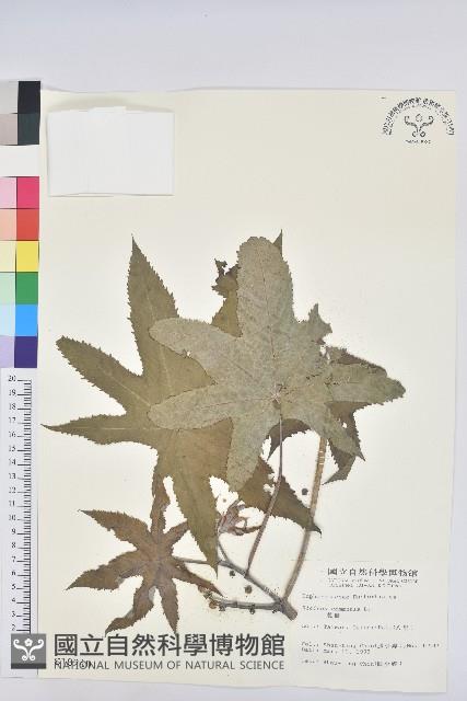 蓖麻藏品圖，第1張