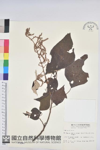 Turn-in-the-wind Collection Image