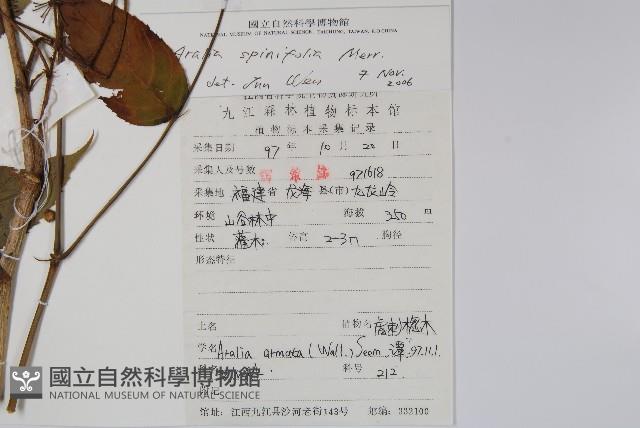 長刺蔥木藏品圖，第2張