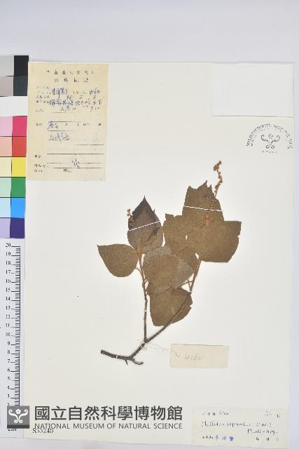 扛香藤藏品圖，第1張