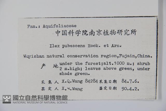 密毛假黃楊藏品圖，第2張