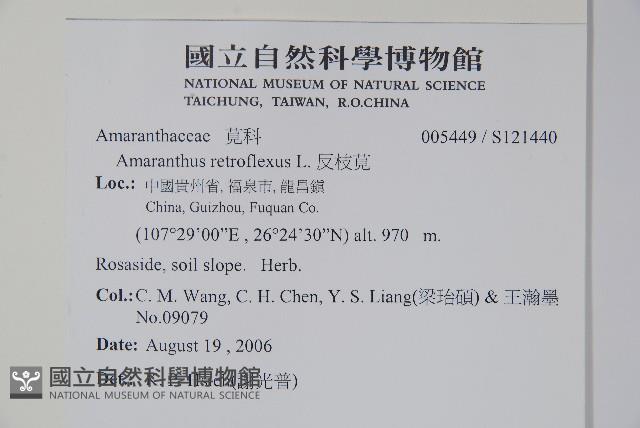 反枝莧藏品圖，第2張