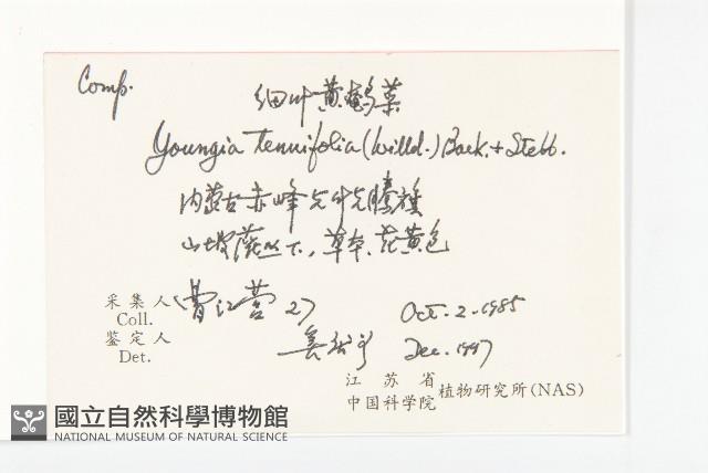 細葉黃鵪菜藏品圖，第2張