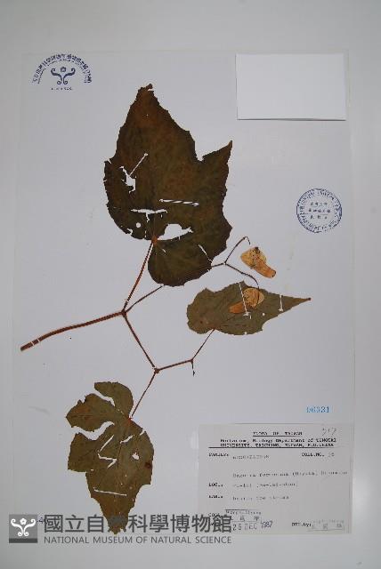 水鴨腳藏品圖，第1張