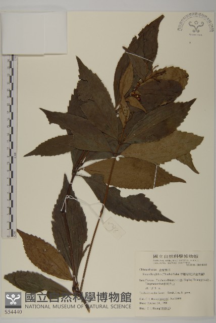 草珊瑚、紅果金粟蘭藏品圖，第1張