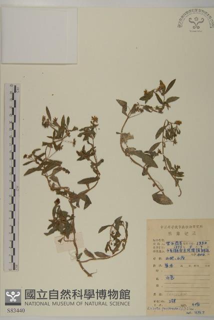 鱧腸藏品圖，第1張