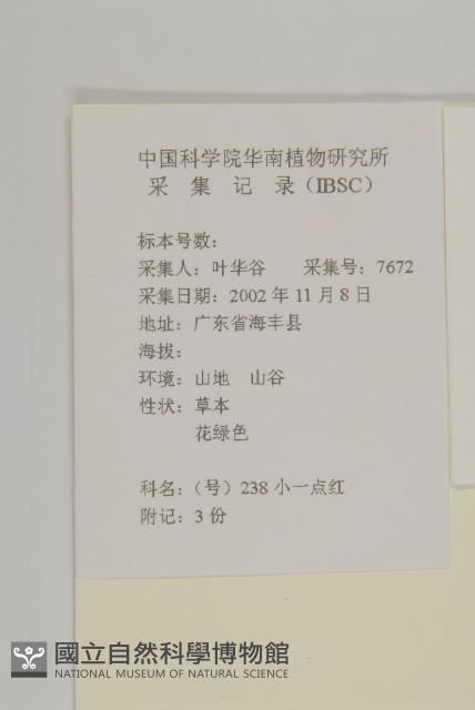 小葉一點紅藏品圖，第2張