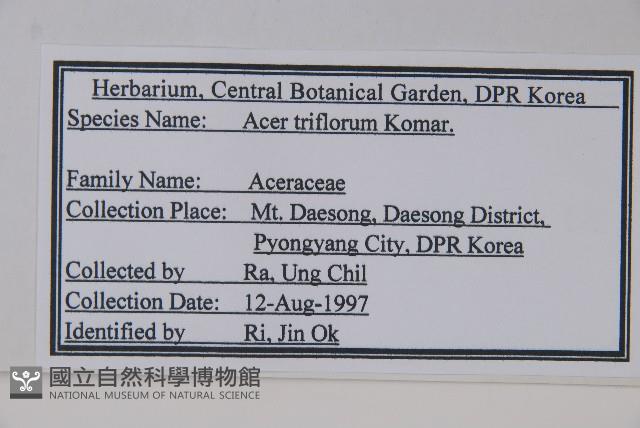 扭筋槭藏品圖，第2張