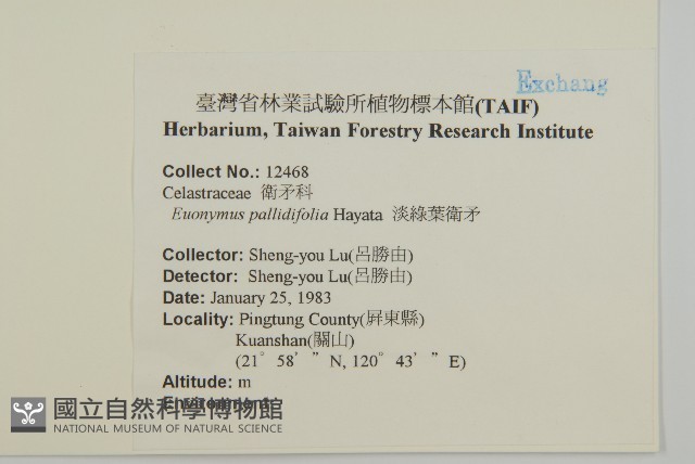 淡綠葉衛矛藏品圖，第2張
