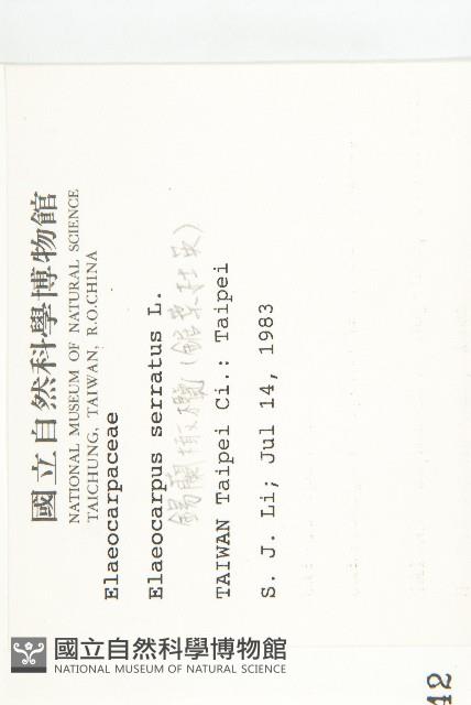 錫蘭橄欖、鋸葉杜英藏品圖，第2張